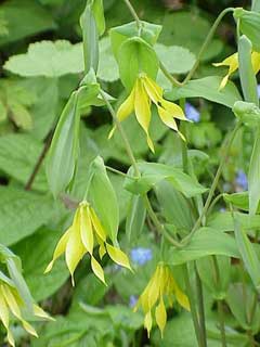 Uvularia_grandiflora Fairybells, Merry Bells, Bellwort, Largeflower bellwort