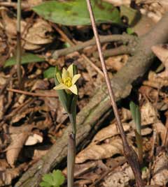 Uvularia sessilifolia Bellwort, Sessileleaf bellwort