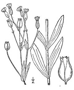 Vaccaria hispanica Cow Cockle