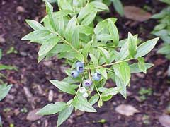 Vaccinium angustifolium Low Sweet Blueberry