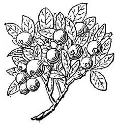 Vaccinium arbuscula Dwarf bilberry