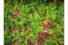 Vaccinium crassifolium Creeping Blueberry Vaccinium crassifolium Creeping Blueberry