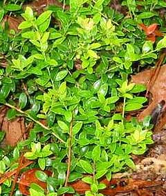 Vaccinium crassifolium Creeping Blueberry Vaccinium crassifolium Creeping Blueberry