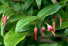 Vaccinium erythrocarpum Southern Mountain Cranberry Vaccinium erythrocarpum Southern Mountain Cranberry