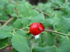 Vaccinium hirtum Vaccinium hirtum