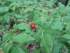 Vaccinium hirtum Vaccinium hirtum