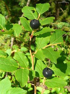 Vaccinium_membranaceum Mountain Huckleberry, Thinleaf huckleberry