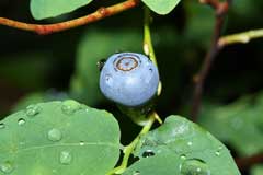 Vaccinium_ovalifolium Black Huckleberry, Oval-leaf blueberry