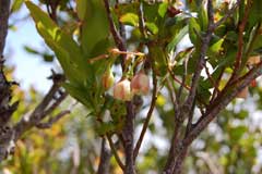 Vaccinium padifolium Madeiran Whortleberry Vaccinium padifolium Madeiran Whortleberry
