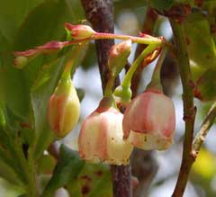 Vaccinium padifolium Madeiran Whortleberry Vaccinium padifolium Madeiran Whortleberry