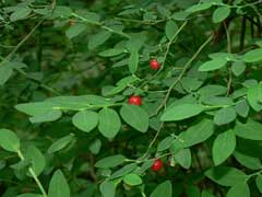 Vaccinium parvifolium Red Bilberry, Red huckleberry
