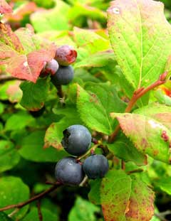 Vaccinium smallii Vaccinium smallii