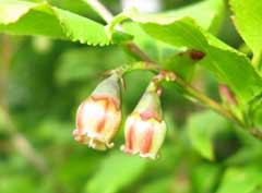 Vaccinium smallii Vaccinium smallii