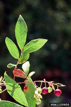 Vaccinium stamineum Deerberry Vaccinium stamineum Deerberry