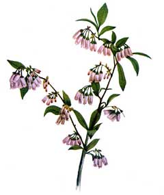 Vaccinium tenellum Small-Cluster Blueberry Vaccinium tenellum Small-Cluster Blueberry