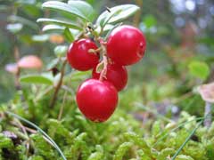 Vaccinium vitis-idaea Cowberry