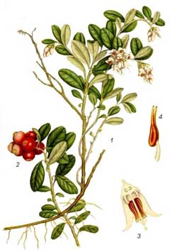 Vaccinium_vitis-idaea Cowberry, Lingonberry,  Northern mountain cranberry, Cranberry