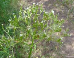 Valeriana occidentalis western valerian