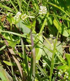 Valerianella radiata Beaked Cornsalad Valerianella radiata Beaked Cornsalad
