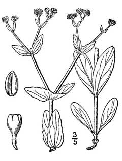 Valerianella radiata Beaked Cornsalad Valerianella radiata Beaked Cornsalad