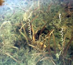 Vallisneria americana Water Celery, American eelgrass Vallisneria americana Water Celery, American eelgrass