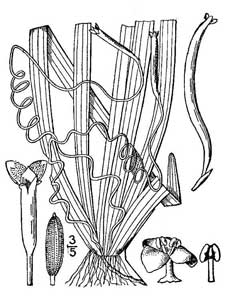 Vallisneria americana Water Celery, American eelgrass Vallisneria americana Water Celery, American eelgrass