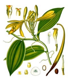 Vanilla planifolia Vanilla