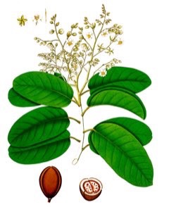 Vateria indica White Dammar Vateria indica White Dammar