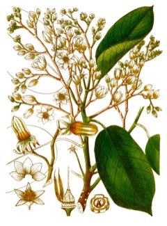 Vateria indica White Dammar Vateria indica White Dammar