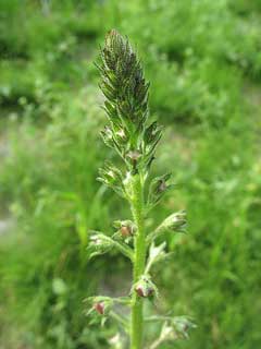 Verbascum blattaria Moth Mullein Verbascum blattaria Moth Mullein