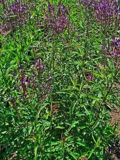 Verbena hastata American Blue Vervain, Swamp verbena Verbena hastata American Blue Vervain, Swamp verbena