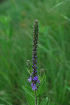 Verbena stricta Hoary Vervain, Hoary verbena Verbena stricta Hoary Vervain, Hoary verbena