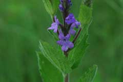 Verbena stricta Hoary Vervain, Hoary verbena Verbena stricta Hoary Vervain, Hoary verbena