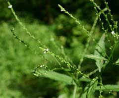 Verbena urticifolia White Vervain Verbena urticifolia White Vervain