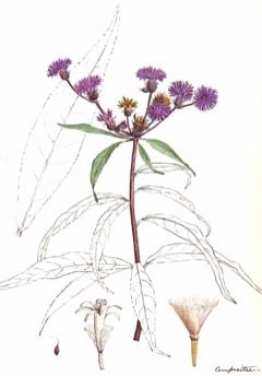 Vernonia noveboracensis New York ironweed
