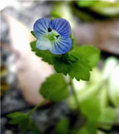 Veronica agrestis Field Speedwell, Green field speedwell Veronica agrestis Field Speedwell, Green field speedwell