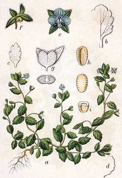 Veronica agrestis Field Speedwell, Green field speedwell Veronica agrestis Field Speedwell, Green field speedwell