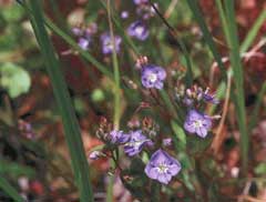 Veronica americana American Brooklime, American speedwell Veronica americana American Brooklime, American speedwell