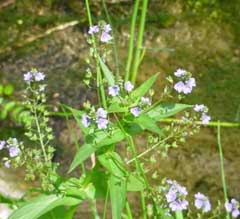 Veronica americana American Brooklime, American speedwell Veronica americana American Brooklime, American speedwell