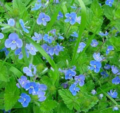 Veronica chamaedrys Germander Speedwell Veronica chamaedrys Germander Speedwell