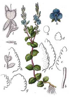 Veronica chamaedrys Germander Speedwell Veronica chamaedrys Germander Speedwell