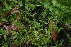 Veronica peregrina Necklace Weed, Neckweed, Hairy purslane speedwell Veronica peregrina Necklace Weed, Neckweed, Hairy purslane speedwell
