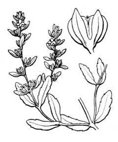 Veronica peregrina Necklace Weed, Neckweed, Hairy purslane speedwell Veronica peregrina Necklace Weed, Neckweed, Hairy purslane speedwell