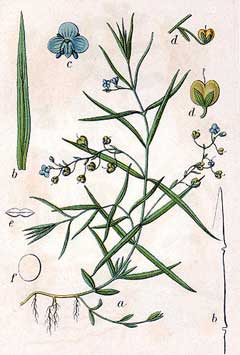 Veronica scutellata Marsh Speedwell, Skullcap speedwell Veronica scutellata Marsh Speedwell, Skullcap speedwell