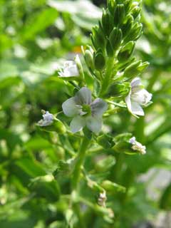 Veronica undulata Undulate speedwell Veronica undulata Undulate speedwell