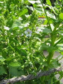 Veronica undulata Undulate speedwell Veronica undulata Undulate speedwell