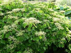 Viburnum dilatatum Linden Viburnum, Linden arrowwood Viburnum dilatatum Linden Viburnum, Linden arrowwood