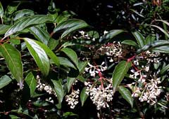 Viburnum erubescens Viburnum erubescens