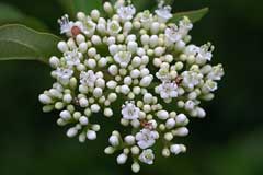 Viburnum erubescens Viburnum erubescens