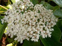 Viburnum japonicum Viburnum japonicum